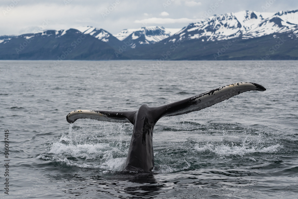 Obraz premium humpback tail