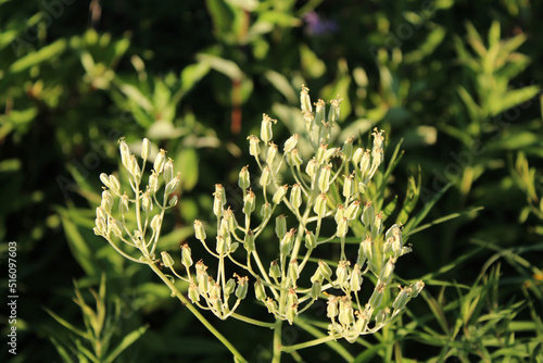 Pale Indian plantain at Wayside Woods at dusk in Morton Grove, Illinois photo