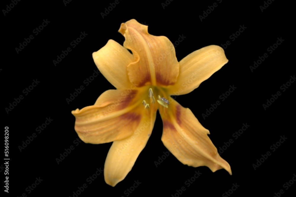 Fototapeta premium yellow lily isolated on black