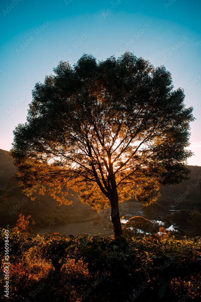 tree at sunset