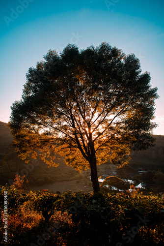 Obraz na płótnie tree at sunset w salonie