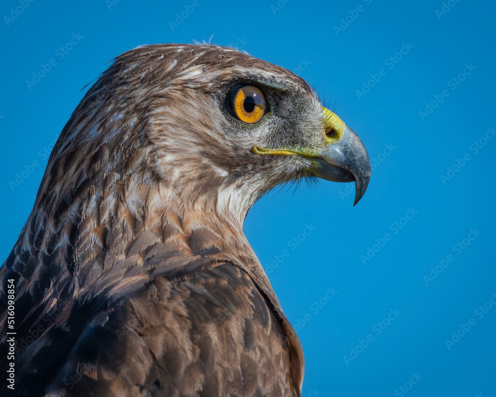 Closeup portrait of a Red-tailed Hawk Closeup portrait of a Red-tailed Hawk