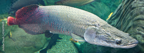 Arapaima photo