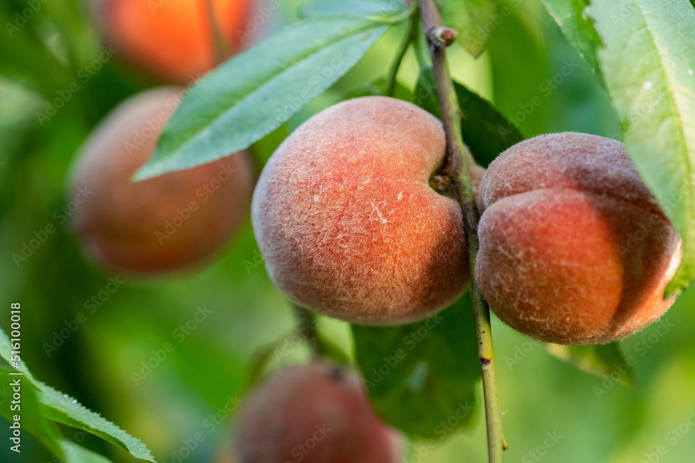 Obraz premium In summer, pink peaches are ripe. 