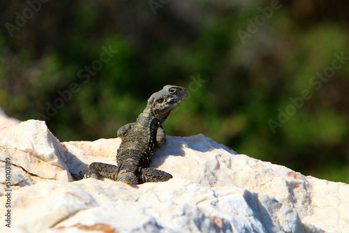 A lizard sits on a large stone in a city park