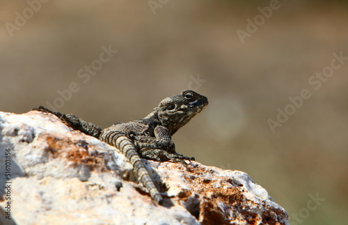A lizard sits on a large stone in a city park