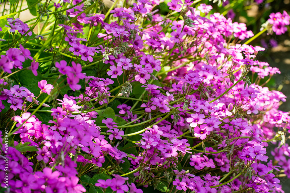 他の花を圧倒する公園の ハナツメグサ