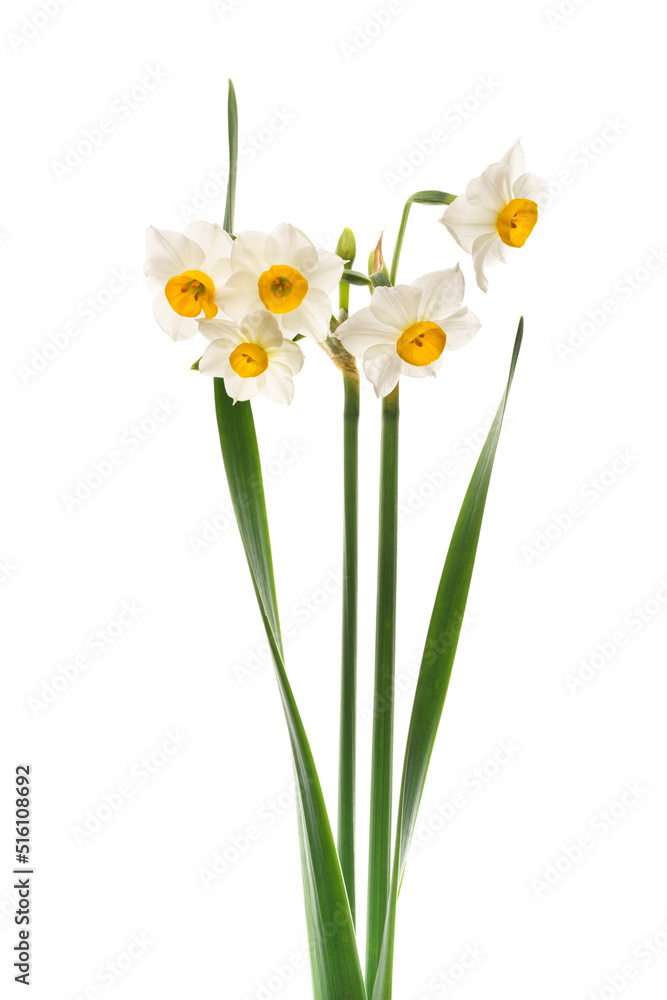 スイセン　Narcissus - obrazy, fototapety, plakaty 