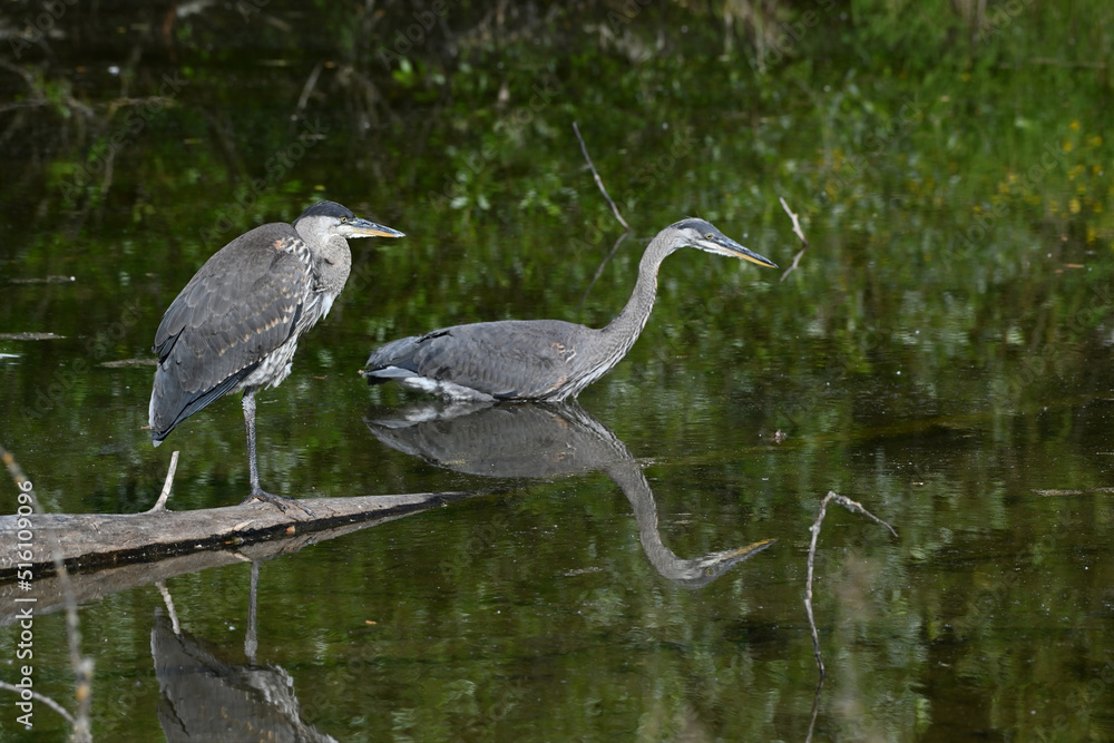 Naklejka premium Reiher