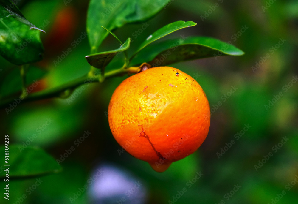 Orange is a ripe fruit that is orange on a branch. Orange is a ripe fruit that is orange on a branch.