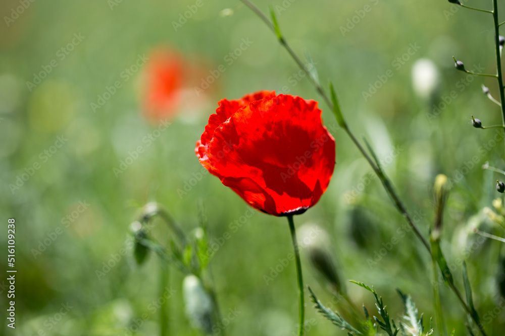 Poppies field. A beautiful field of blooming poppies. Poppies field. A beautiful field of blooming poppies.