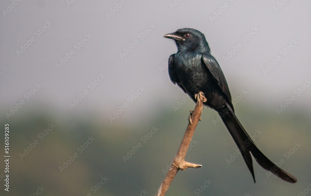 Bird Bird