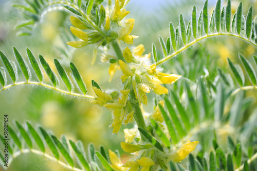 Obraz na plátně Astragalus close-up