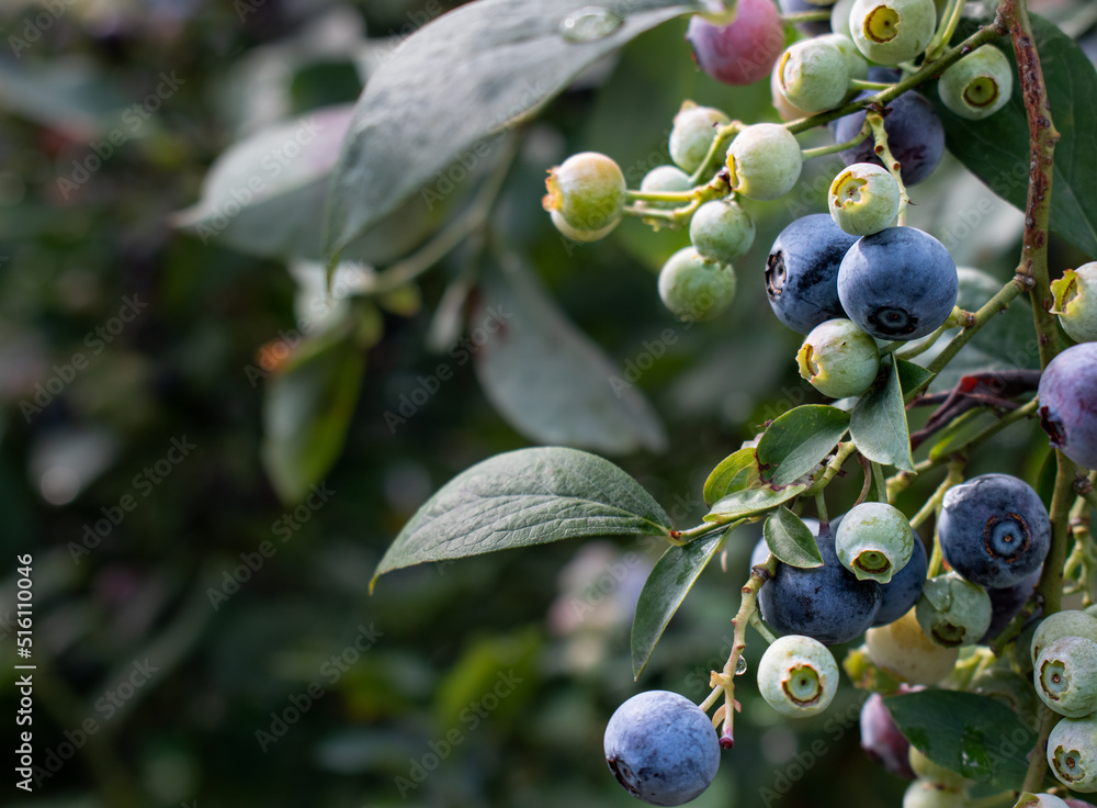 Blueberry Picking