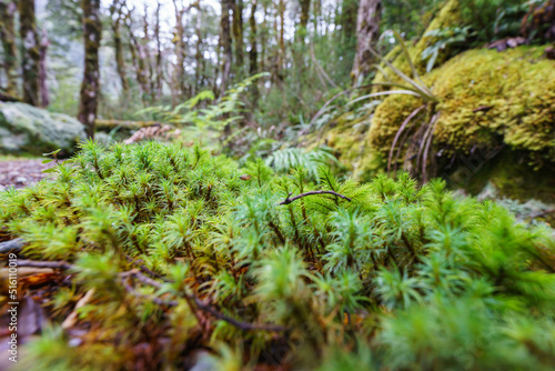 Selective focus in New Zealand rainforest micro-landscape at ground level mosses and plants