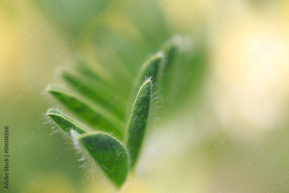 Astragalus close-up. Also called milk vetch, goat's-thorn or vine-like. Spring green background. Wild plant. Astragalus close-up. Also called milk vetch, goat's-thorn or vine-like. Spring green background. Wild plant.