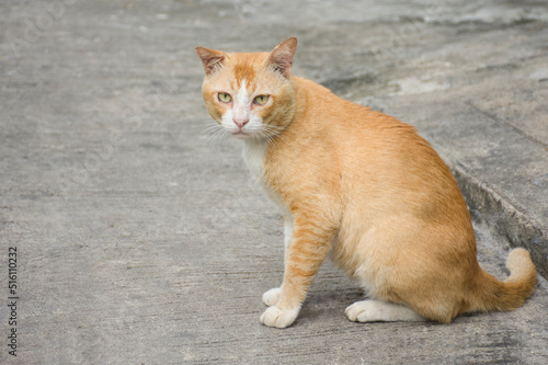 Fat brown cats sitting on the pavement.