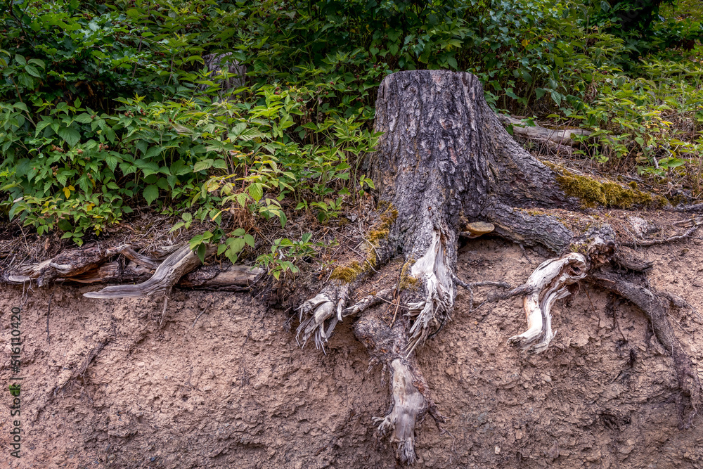 a tree root from a sawn-off tree - obrazy, fototapety, plakaty 