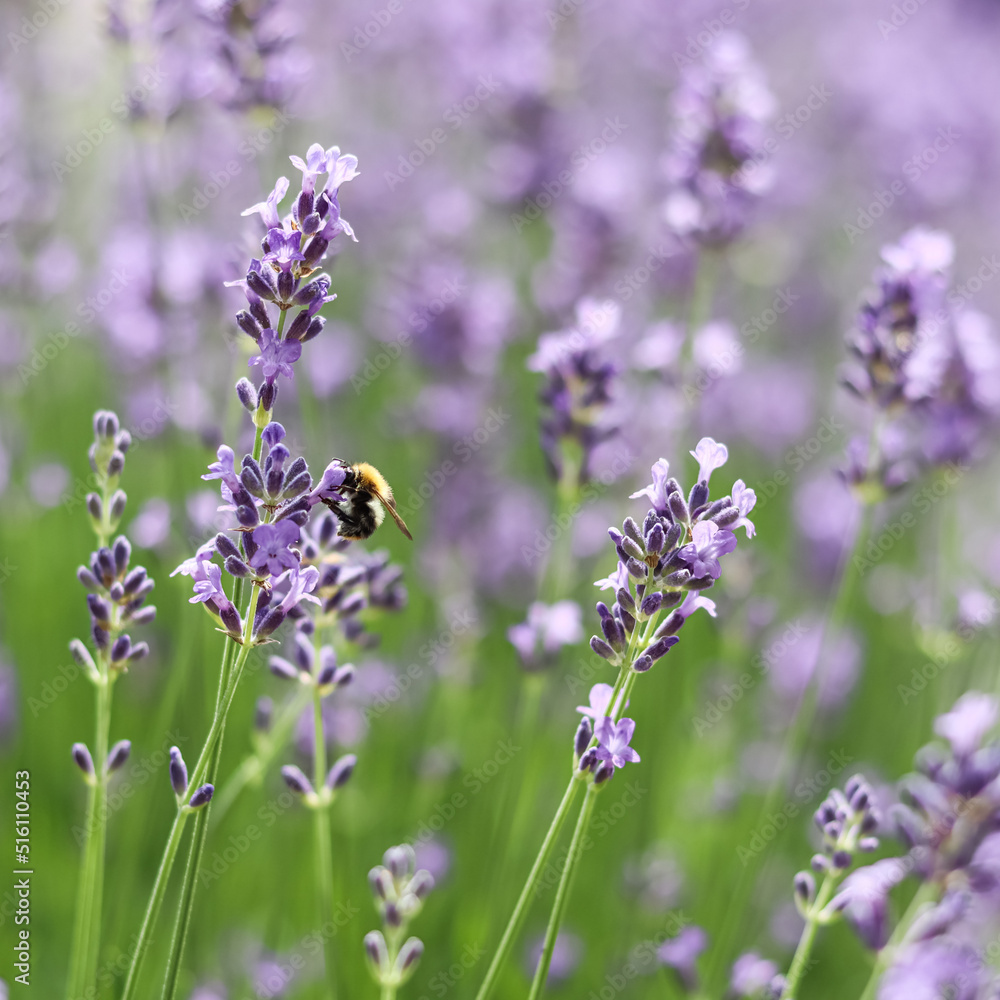 Purple lavender background with worker bee in the garden