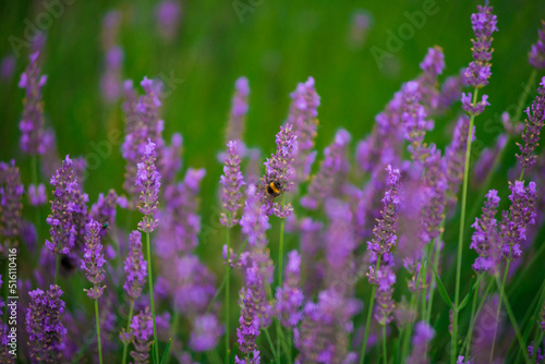 Bumblebee pollinating lavender flowers.
