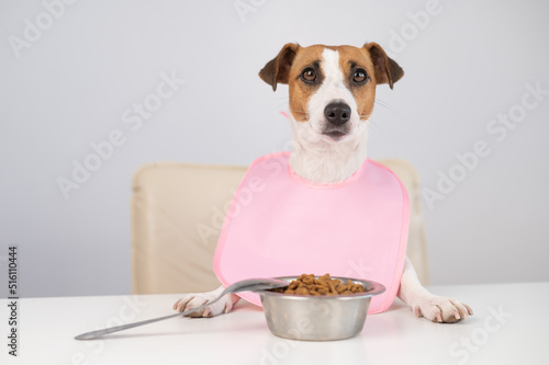 Dog jack russell terrier at the dinner table in a pink bib. 