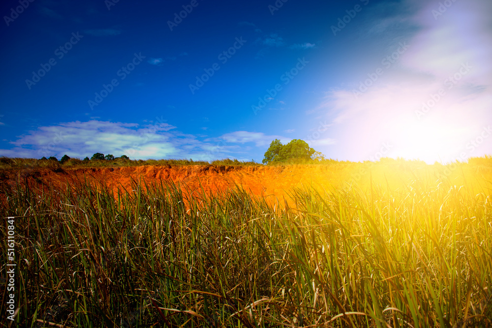 Beautiful sunlight of landscape in the summer time