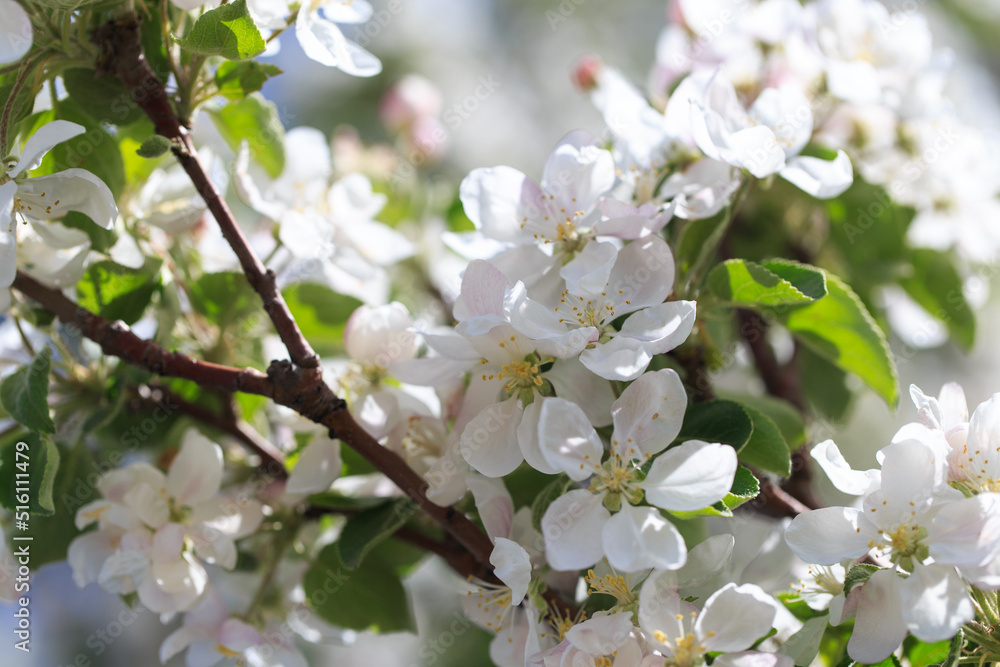 Flowering of the apple tree. Spring background of blooming flowers. Beautiful nature scene with a flowering tree. Spring flowers. Flowering of the apple tree. Spring background of blooming flowers. Beautiful nature scene with a flowering tree. Spring flowers.