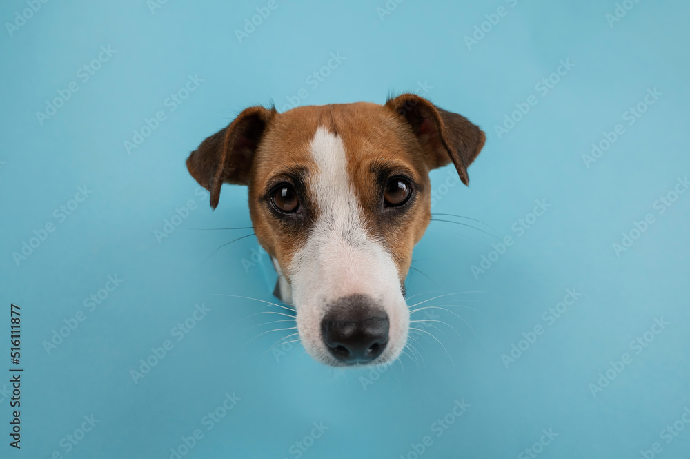 Funny dog muzzle from a hole in a paper blue background. Funny dog muzzle from a hole in a paper blue background.