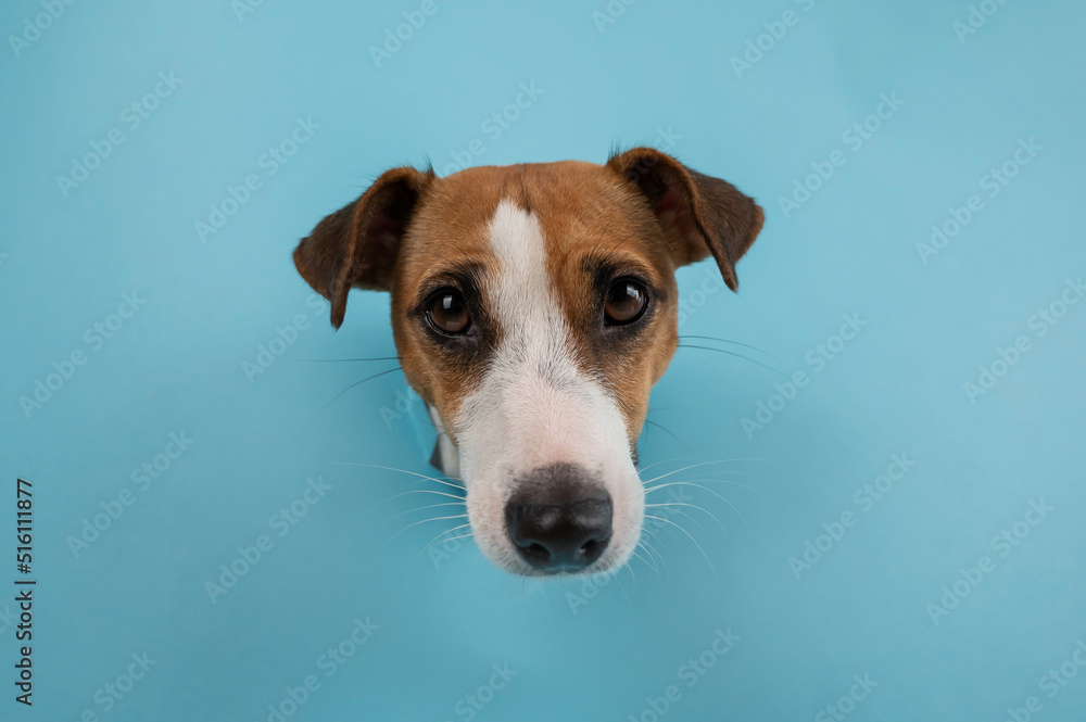 Funny dog muzzle from a hole in a paper blue background. 