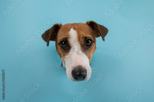 Funny dog muzzle from a hole in a paper blue background. 