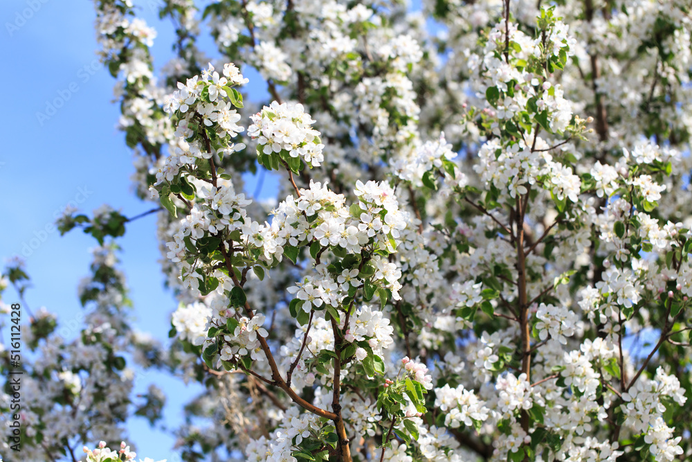 Flowering of the apple tree. Spring background of blooming flowers. Beautiful nature scene with a flowering tree. Spring flowers. Flowering of the apple tree. Spring background of blooming flowers. Beautiful nature scene with a flowering tree. Spring flowers.