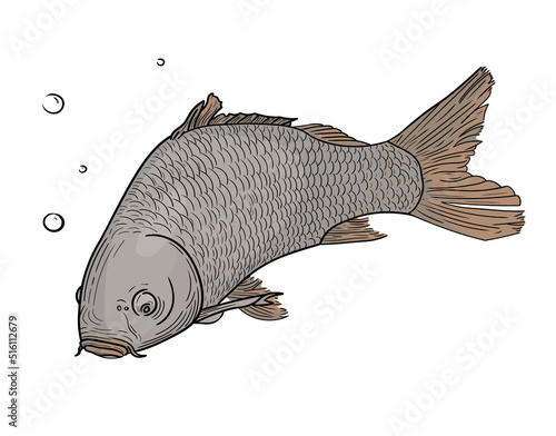 Hand drawn mirror carp is drawn with lines and colored. Vector illustration, isolate on white background, EPS 10. Fish underwater with air bubbles.