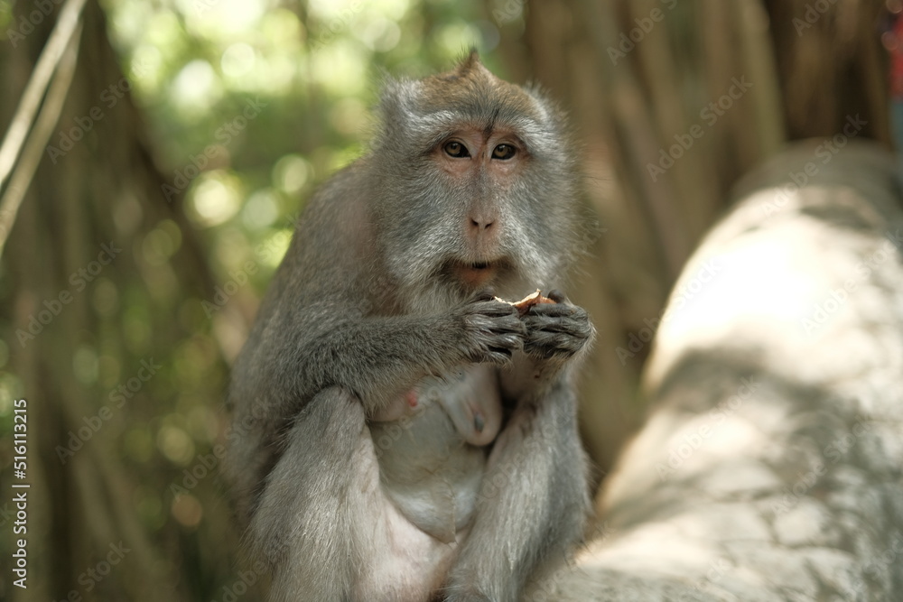Obraz premium Monkey
