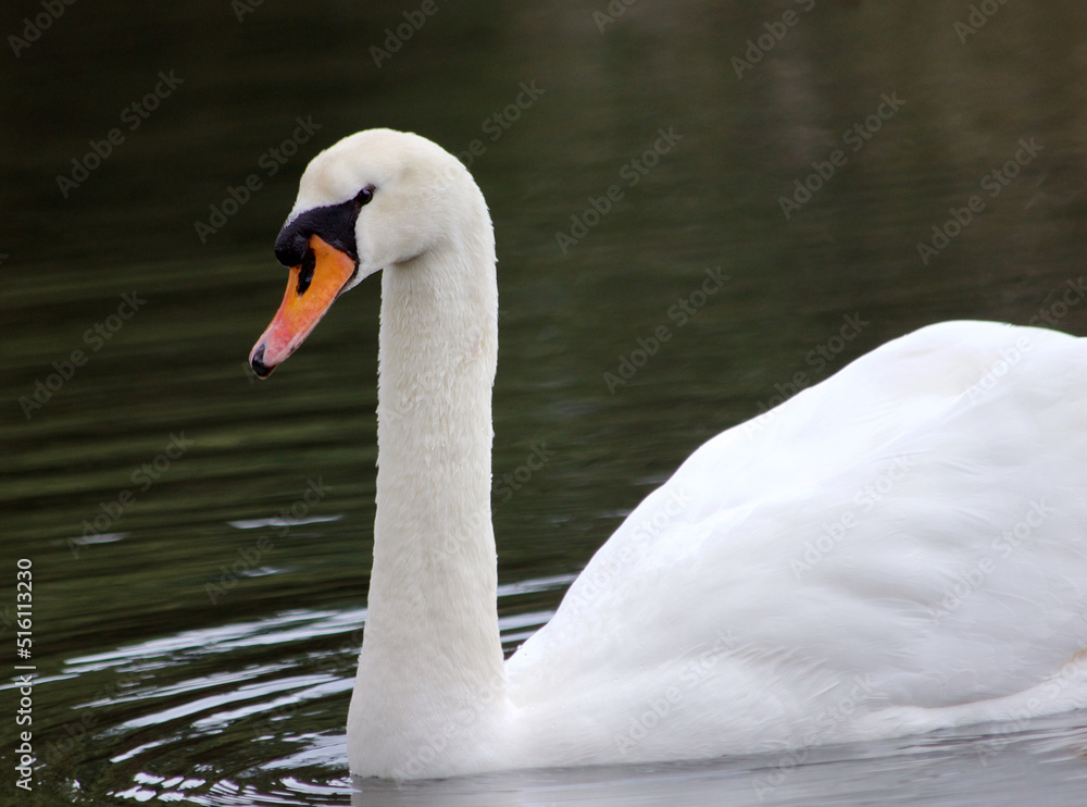 Naklejka premium Swan in water