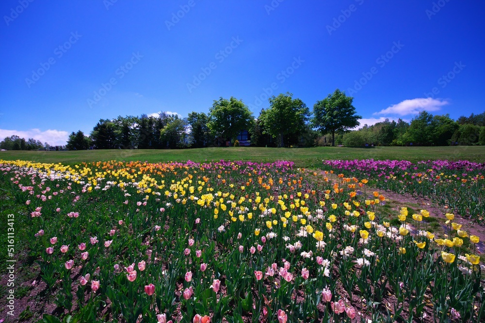 滝野すずらん公園のお花畑