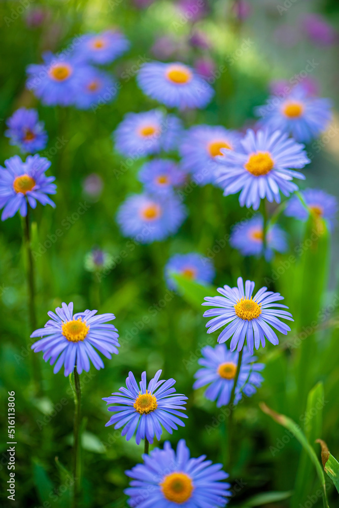 Fototapeta premium blue daisy in the garden