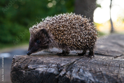 Wild, native, European hedgehog in natural woodland habitat. Scientific name: Erinaceus Europaeus. Facing right. Horizontal, landscape