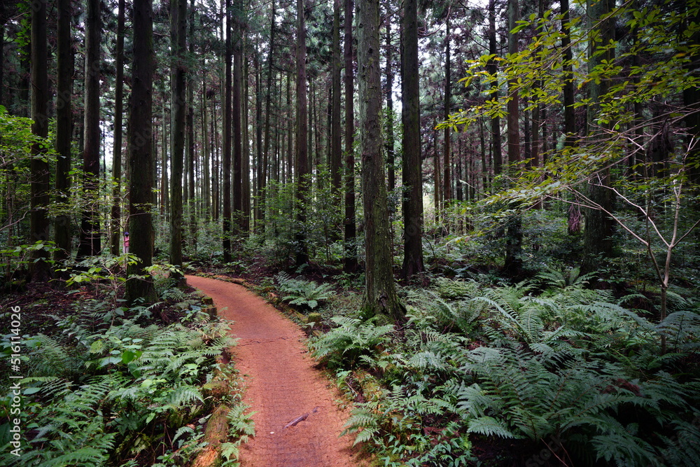 fine pathway through cedar woods fine pathway through cedar woods