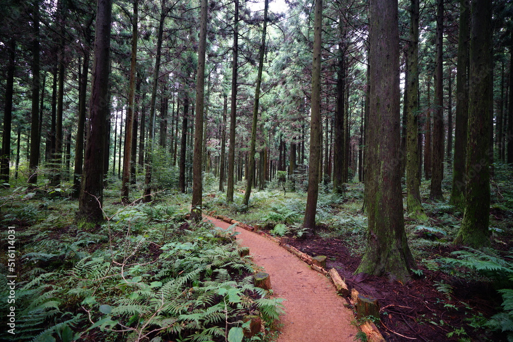 mossy trees in cedar forest mossy trees in cedar forest