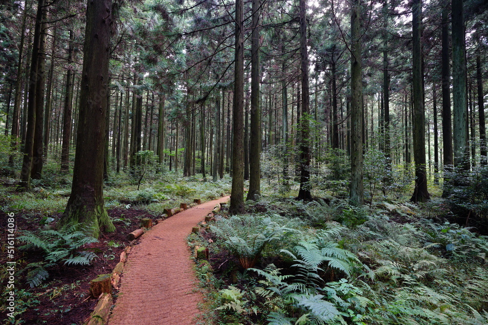 Obraz premium fine pathway through cedar woods