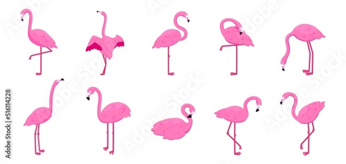 Tropical flamingo. Exotic animal. Pink print. Summer icon. Birds of wild nature. Cartoon design elements. Avian poses set. Feathered creature with long neck. Vector illustration background © Natalia