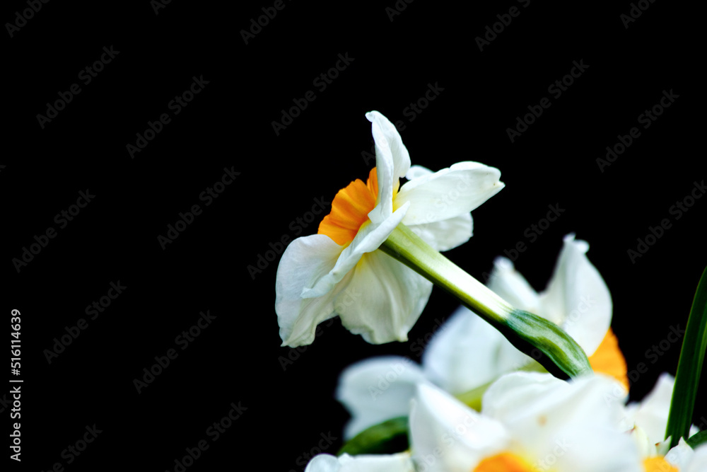 Daffodils3 Daffodils3