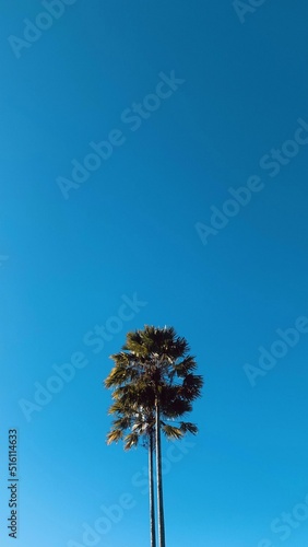 tall tree with blue sky