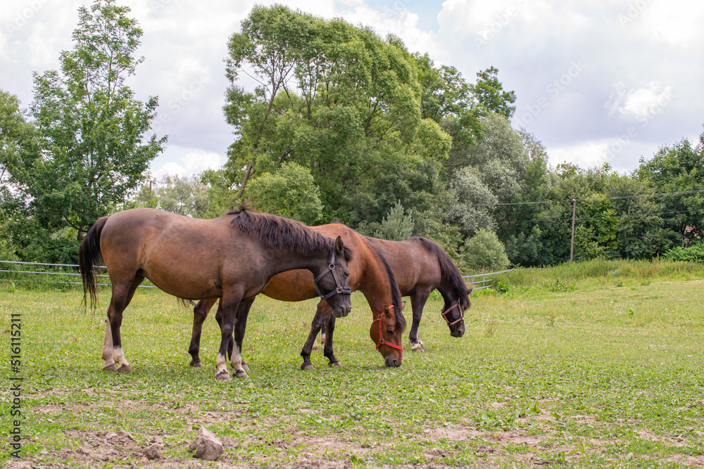 grazing horses on a sunny day