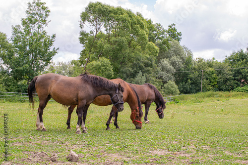 grazing horses on a sunny day © Remigiusz