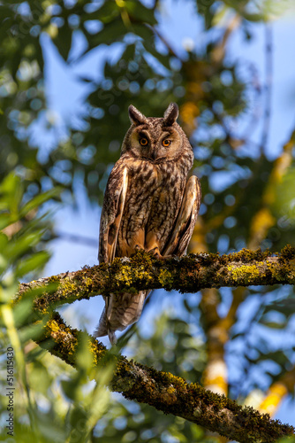 Hibou Moyen duc au soleil couchant