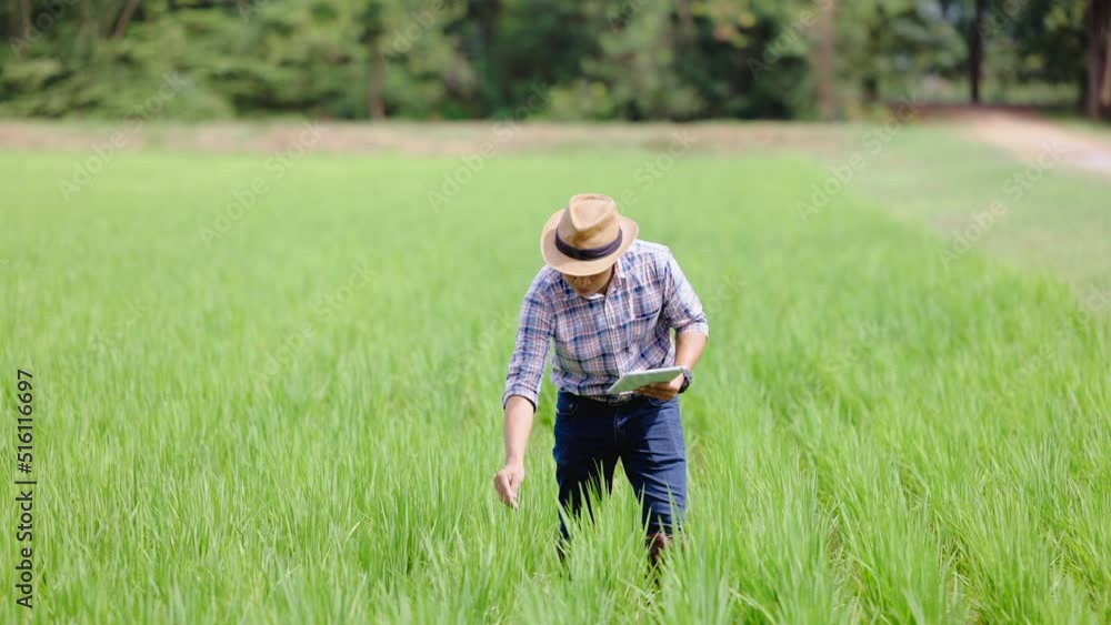 Thoughtful Smart farmer thinking and using information on tablet to plan his work for the harvest in the rice fields on sunny fall day and rice swinging in the wind. Thoughtful Smart farmer thinking and using information on tablet to plan his work for the harvest in the rice fields on sunny fall day and rice swinging in the wind.