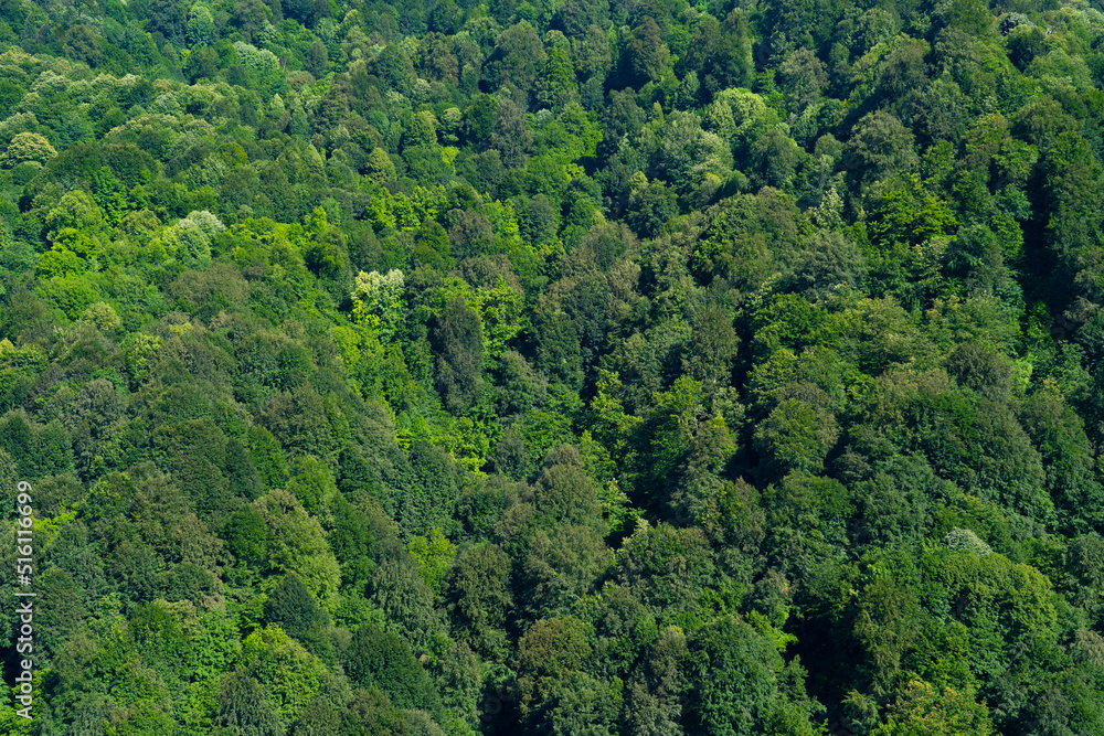 Top view of the forest overcrowded with trees Top view of the forest overcrowded with trees