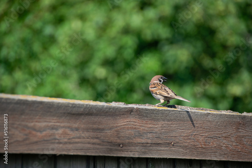 A close-up shot of a sparrow sitting on a fence in the blurry background photo