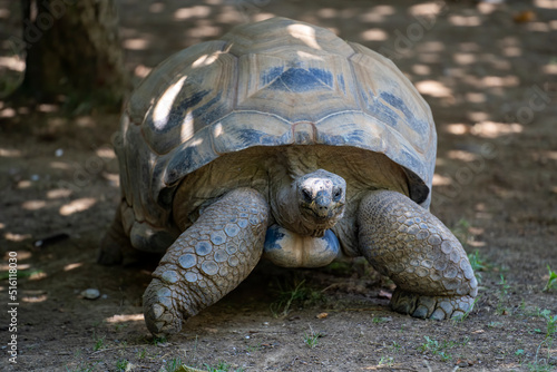 African spurred tortoise full body. © omar